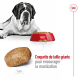 Croquettes pour très grand chien adulte Royal Canin Giant