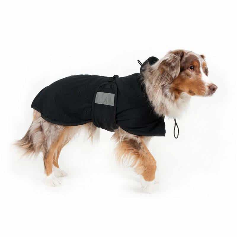 manteau pour labrador