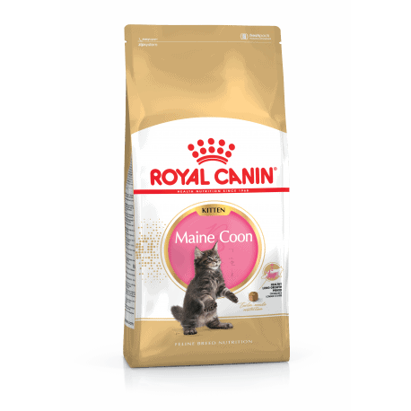 Croquettes chaton Maine Coon Royal-Canin Kitten